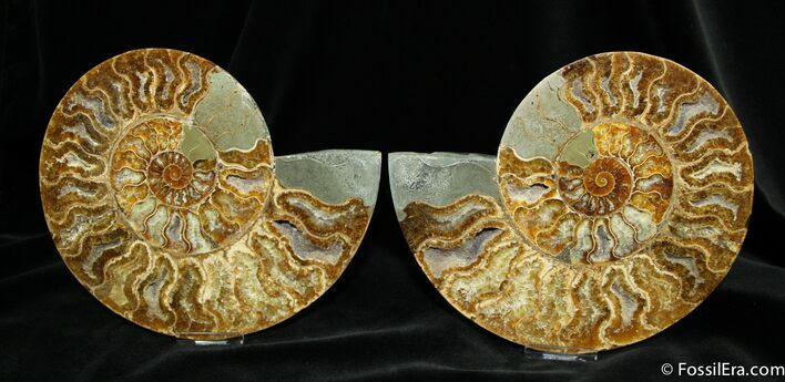 Very Large / Inch Cut And Polished Ammonite #759